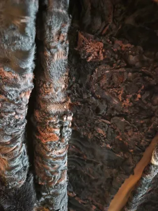 Abrigo entallado de astracán