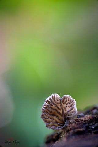 7Artisans 60mm f2.8 Canon Rf