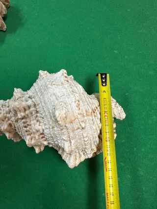 Lotto di conchiglie e rose dei mari