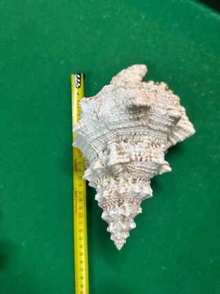 Lotto di conchiglie e rose dei mari