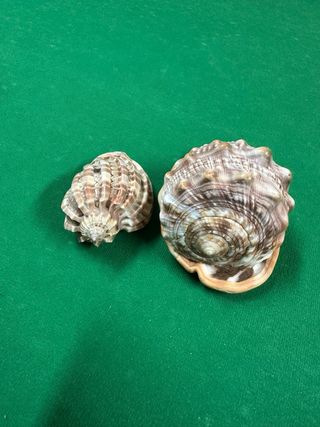 Lotto di conchiglie e rose dei mari