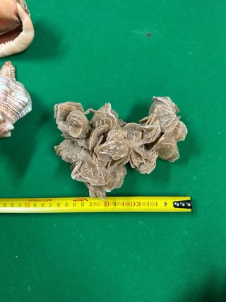 Lotto di conchiglie e rose dei mari