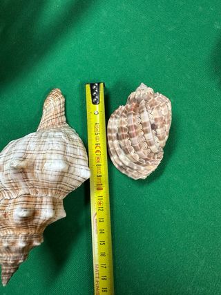 Lotto di conchiglie e rose dei mari