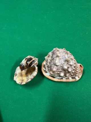 Lotto di conchiglie e rose dei mari