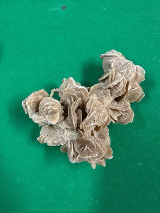 Lotto di conchiglie e rose dei mari