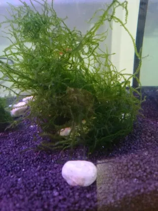 Musgo acuático para acuario