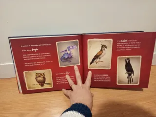 Libro infantil   La bruja Pampurrias un nido en el