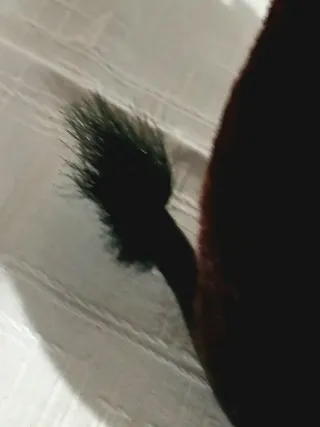 Peluche Toro Spagnolo