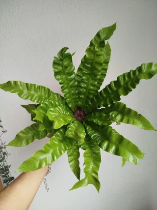 Planta Helecho Nido de Ave