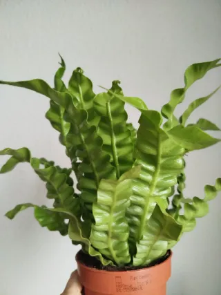 Planta Helecho Nido de Ave