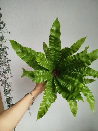 Planta Helecho Nido de Ave