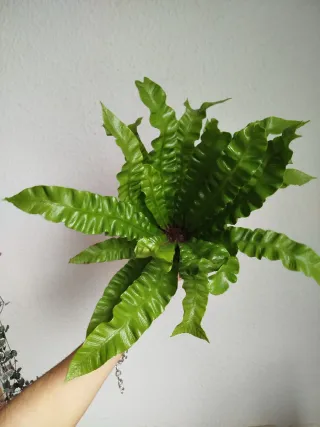 Planta Helecho Nido de Ave