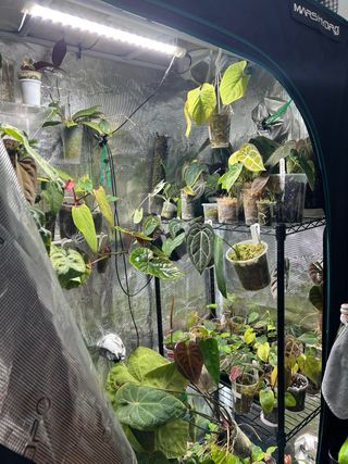 Armario de cultivo / grow tent / tenda crescimento