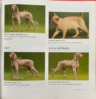 Four Paws, Five Directions A Guide to Chinese M...