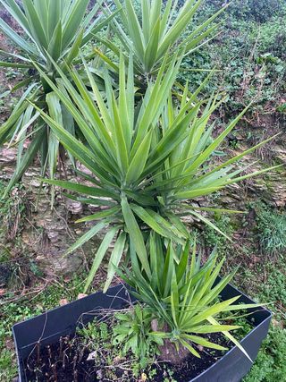 Palmera Yuca. Dispongo de 2 grandes. 35€ cada una.