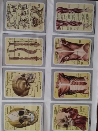 3 Álbumes Ciencias Naturales,vida y color,...