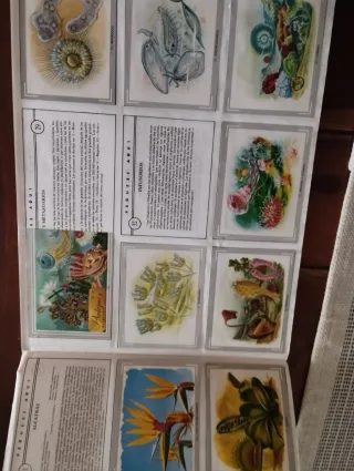 3 Álbumes Ciencias Naturales,vida y color,...