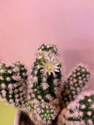 Cactus con flor blanca