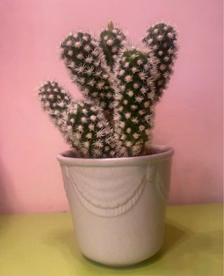 Cactus con flor blanca