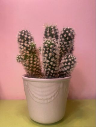 Cactus con flor blanca
