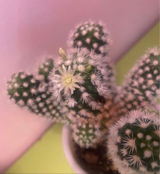 Cactus con flor blanca