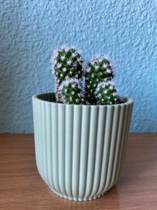 Cactus con flor blanca