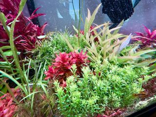 Lote 12 Plantas Acuario Variadas Coloridas