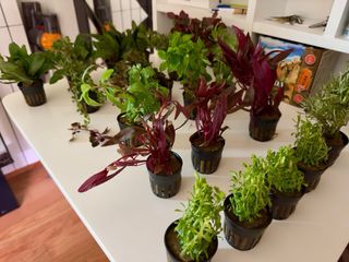 Lote 12 Plantas Acuario Variadas Coloridas