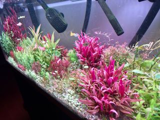 Lote 12 Plantas Acuario Variadas Coloridas