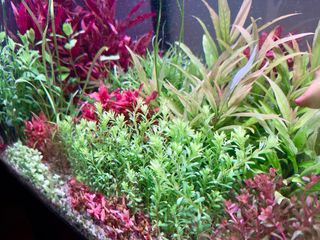 Lote 12 Plantas Acuario Variadas Coloridas