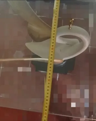 Mesa de cristal con cisne dorado