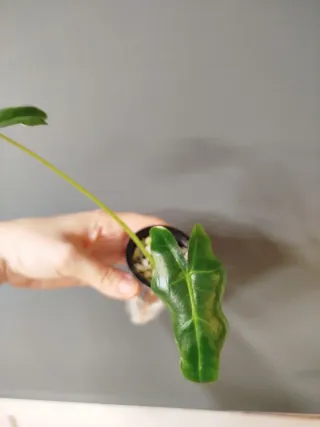 Alocasia Portei baby