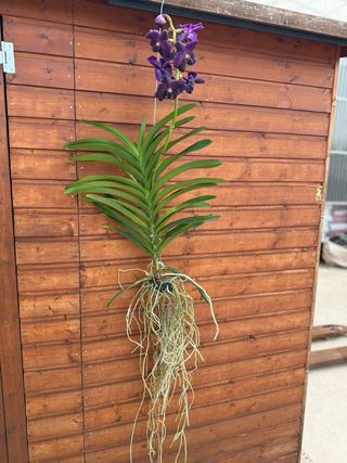 Orquídea Vanda Grande