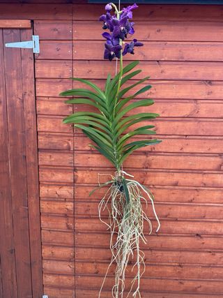 Orquídea Vanda Grande