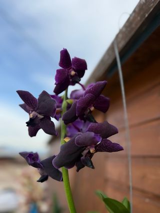 Orquídea Vanda Grande