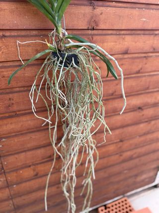 Orquídea Vanda Grande