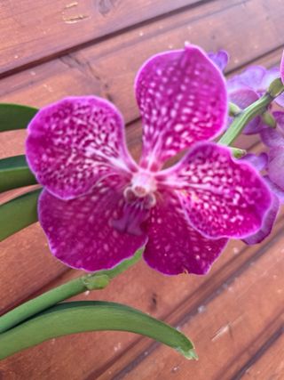 Orquídea Vanda Grande con 2 varas florales.