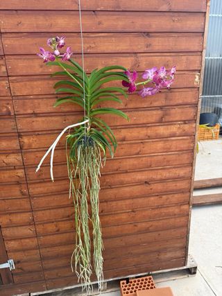 Orquídea Vanda Grande con 2 varas florales.