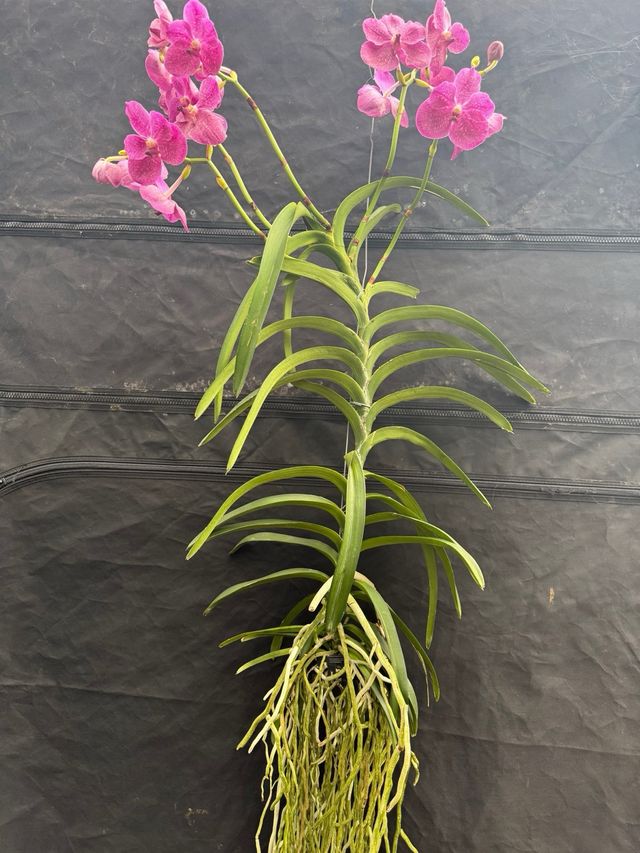 Orquídea Vanda XXL 5 varas  Especial san valentin