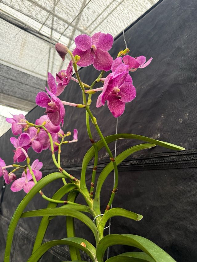 Orquídea Vanda XXL 5 varas  Especial san valentin