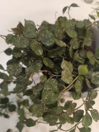 Hoya curtisii planta