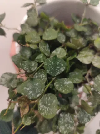 Hoya curtisii planta