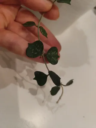 Hoya curtisii planta