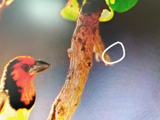 Monitor o pantalla ASUS VG248QE 24 Full HD