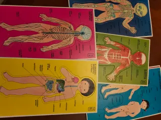 Juego educativo vintage Como es mi cuerpo año 1980