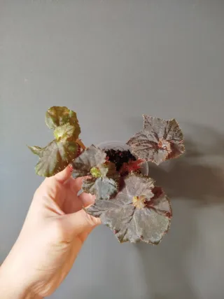 Begonia Black Taffeta