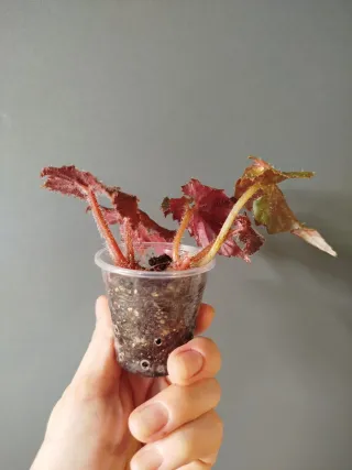 Begonia Black Taffeta