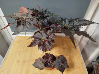 Begonia Black Taffeta
