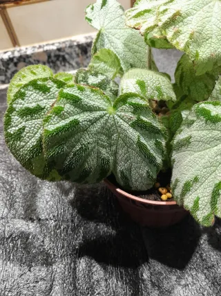 Begonia Silver Jewel Maceta 12cm