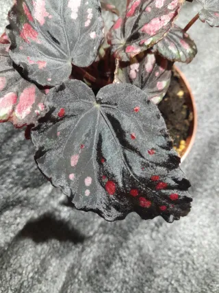 Begonia Etna Maceta 12cm